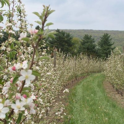 Musselman's apple orchards